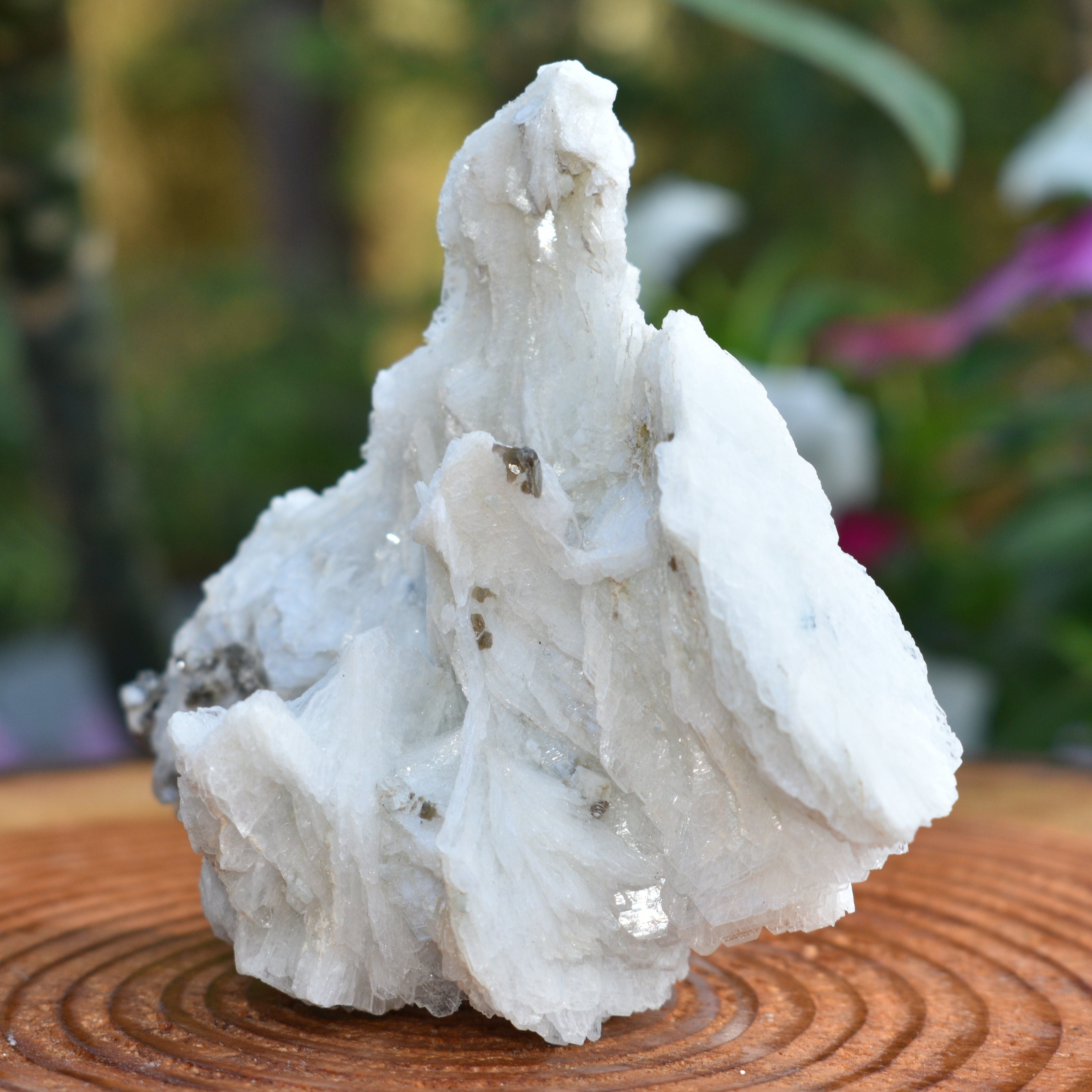 Angel Wing Calcite "The Virgin Mary"  - RARE! TOP PICK