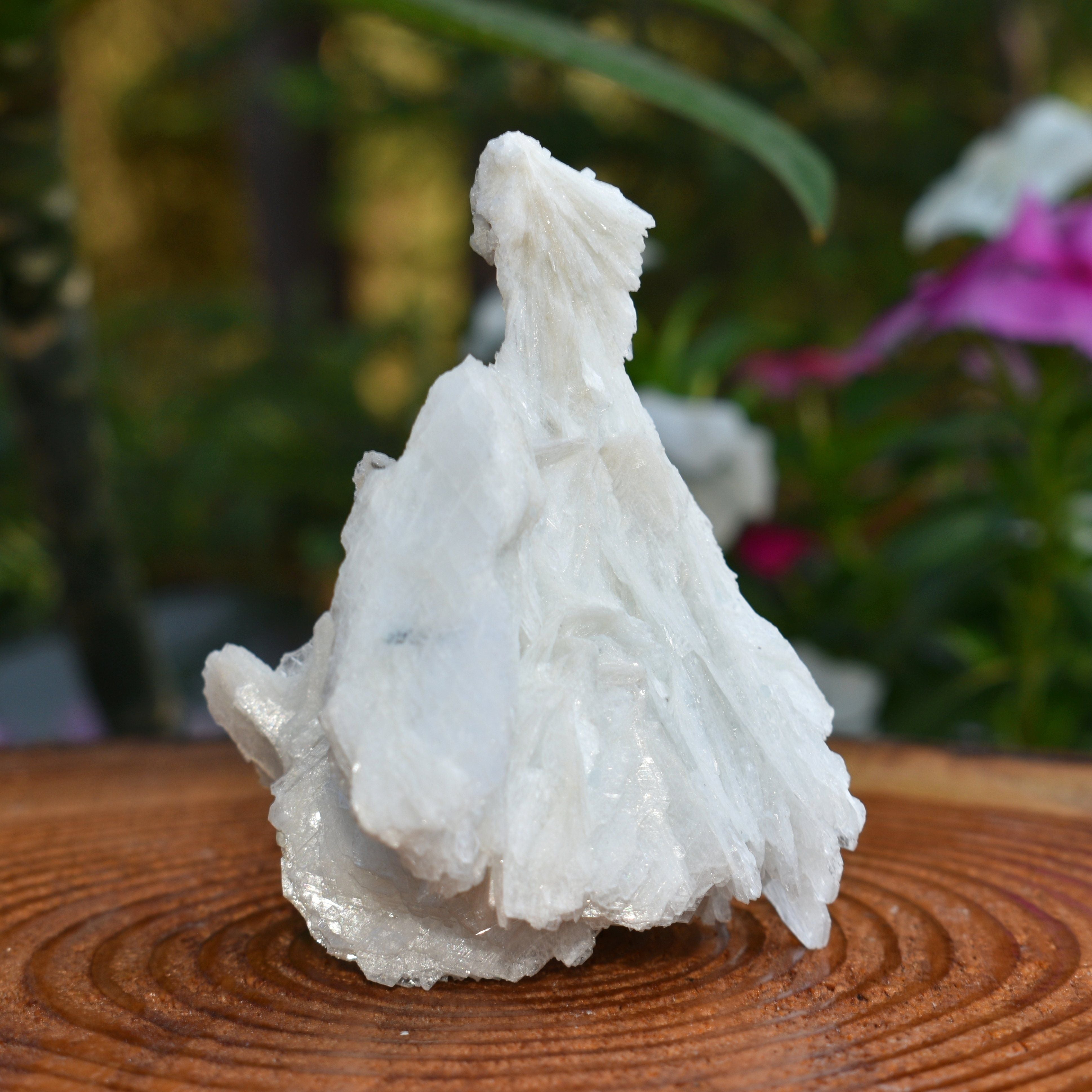 Angel Wing Calcite "The Virgin Mary"  - RARE! TOP PICK