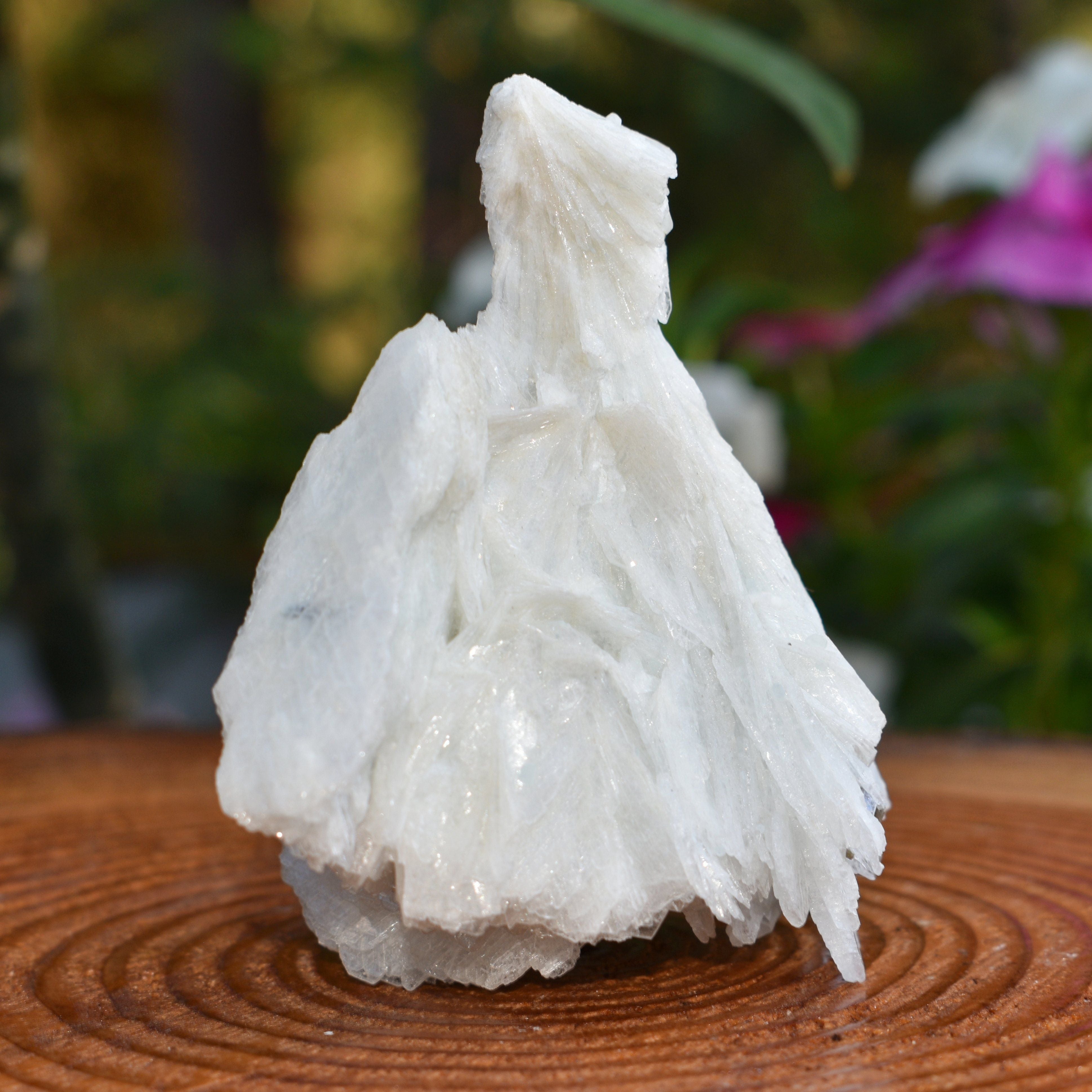 Angel Wing Calcite "The Virgin Mary"  - RARE! TOP PICK