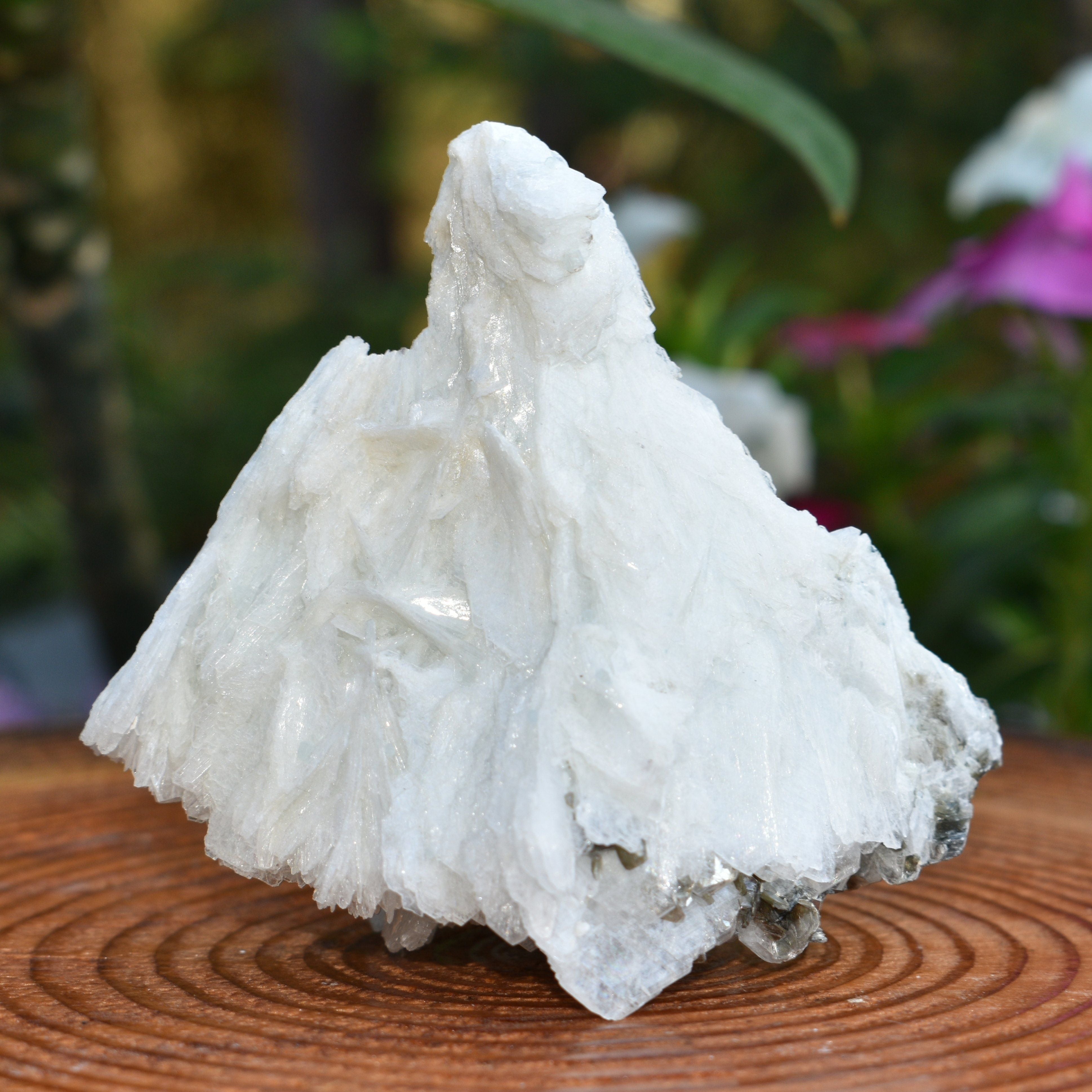 Angel Wing Calcite "The Virgin Mary"  - RARE! TOP PICK