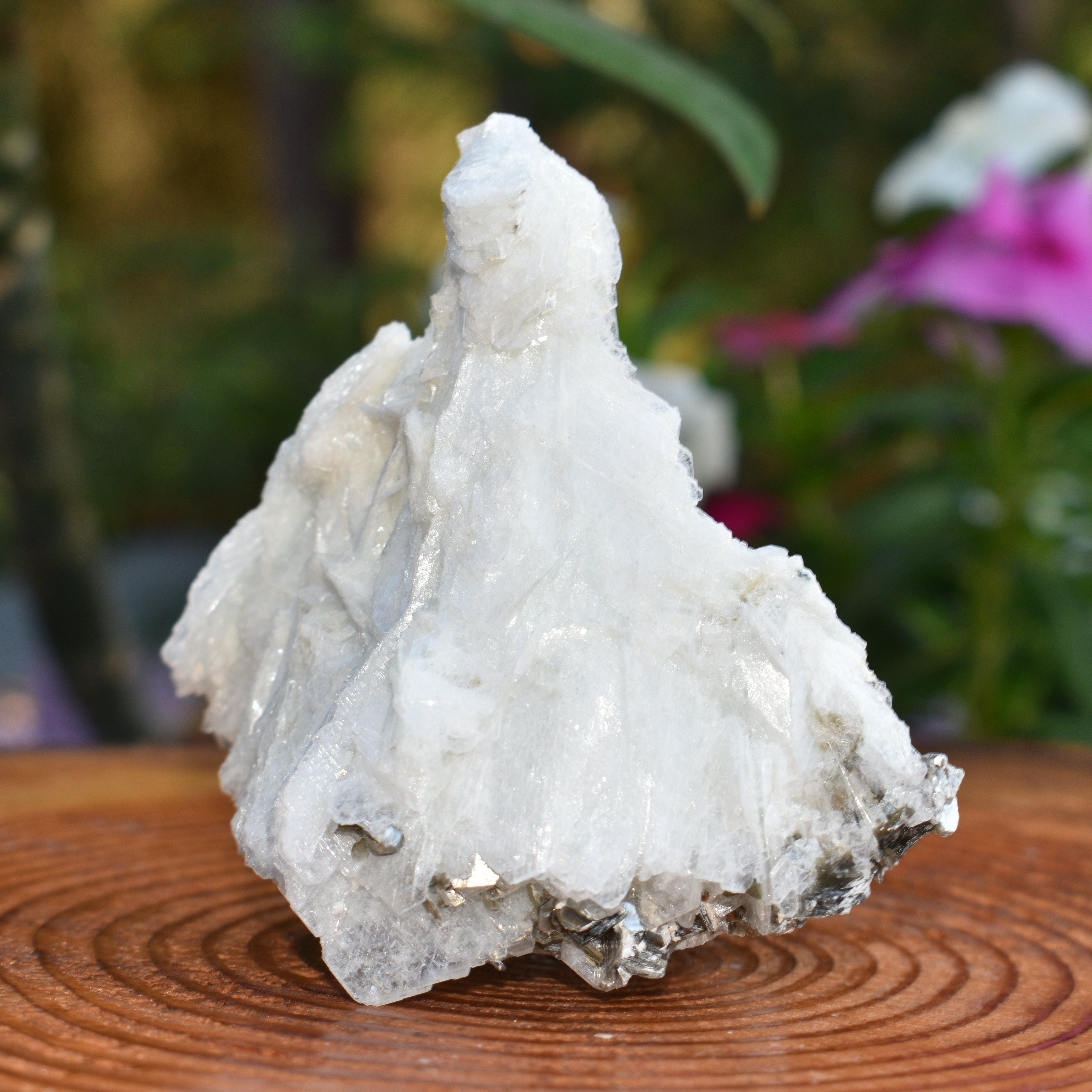 Angel Wing Calcite "The Virgin Mary"  - RARE! TOP PICK