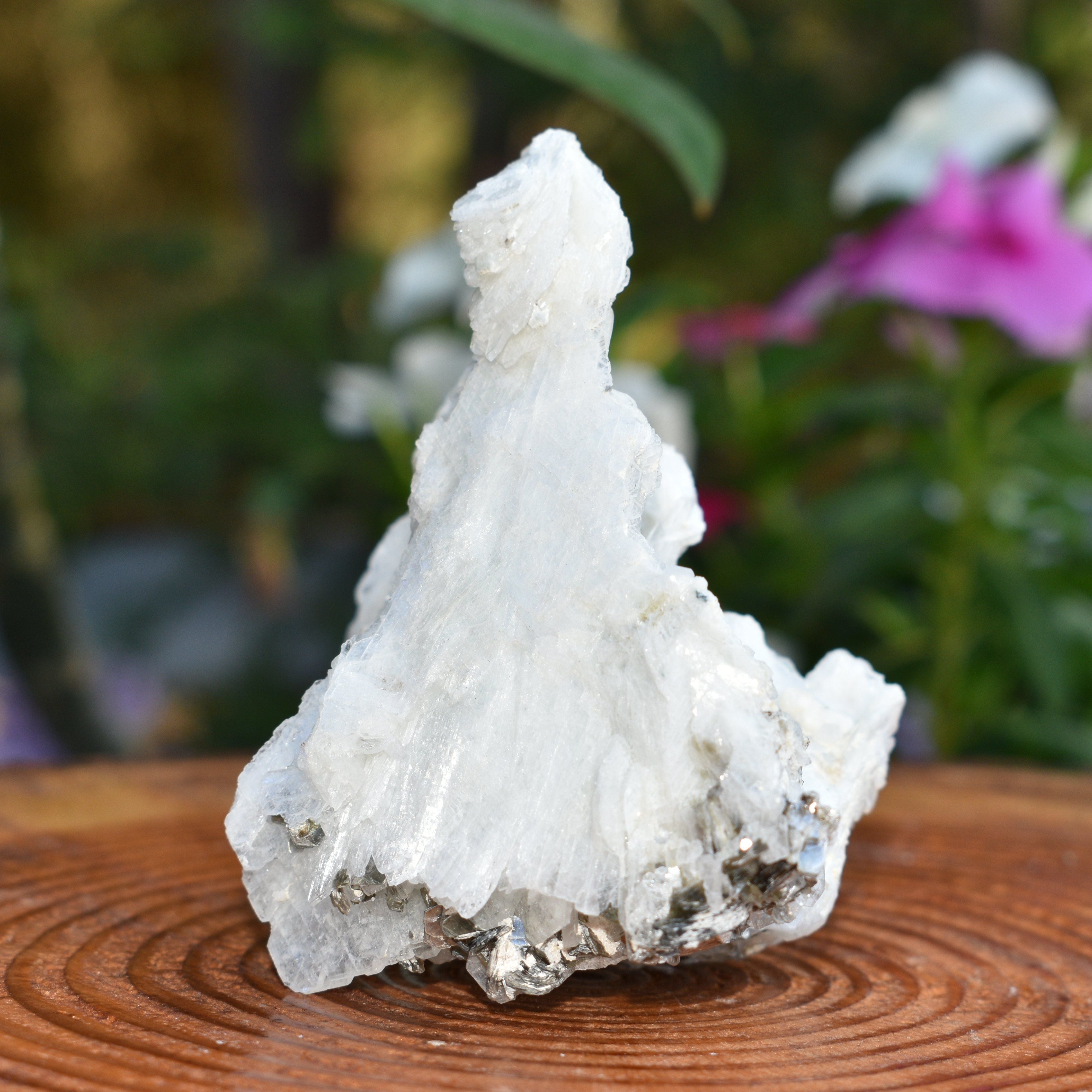 Angel Wing Calcite "The Virgin Mary"  - RARE! TOP PICK