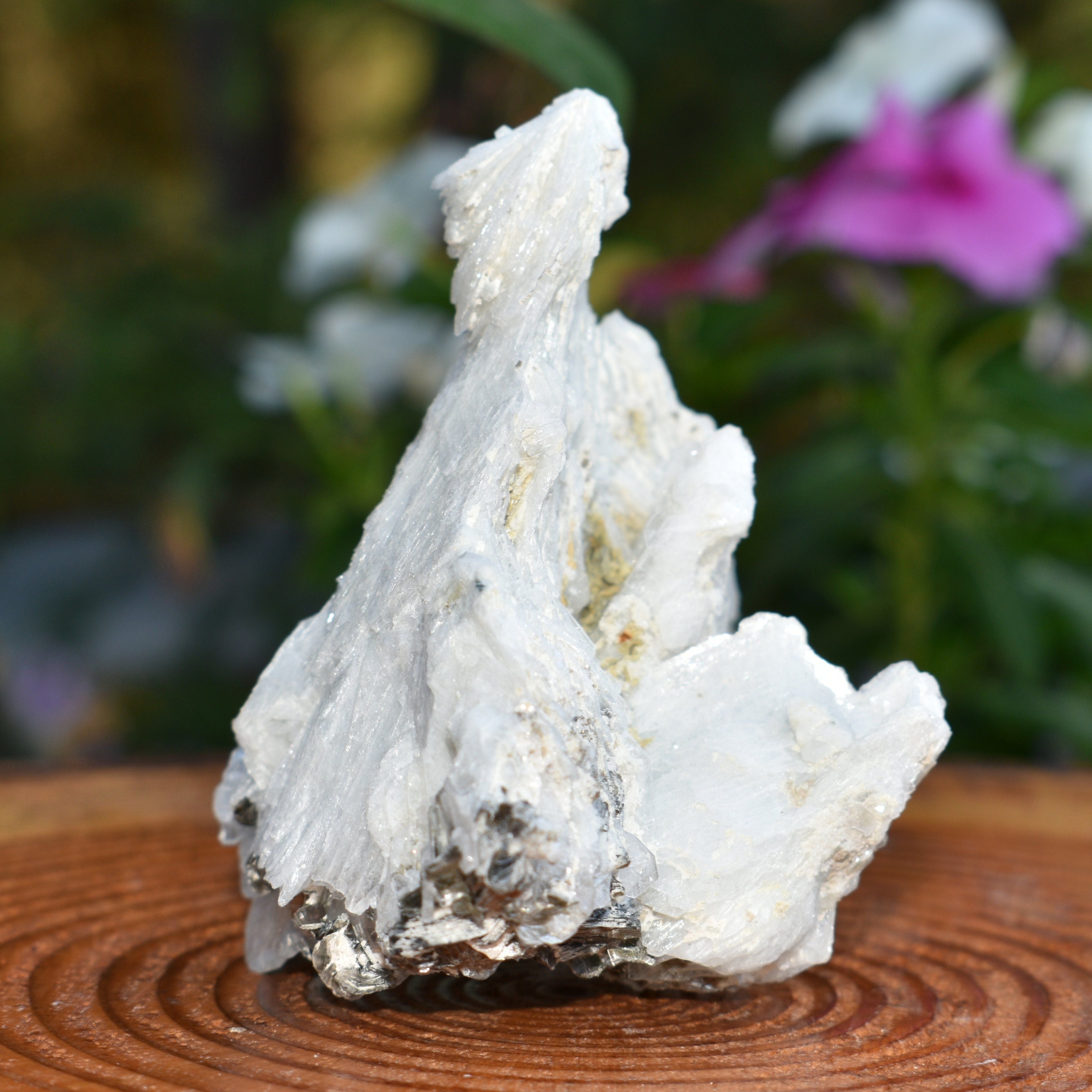 Angel Wing Calcite "The Virgin Mary"  - RARE! TOP PICK