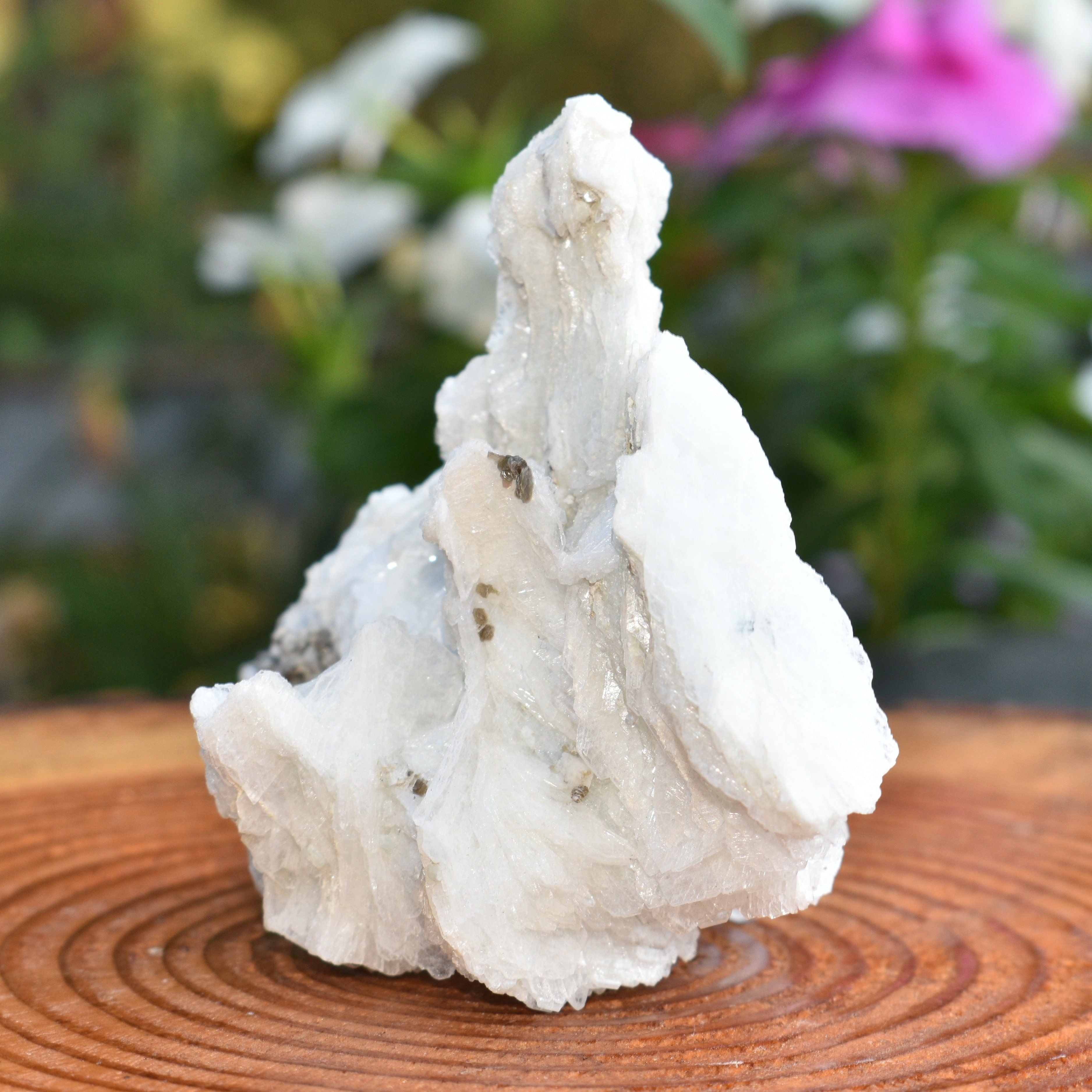 Angel Wing Calcite "The Virgin Mary"  - RARE! TOP PICK